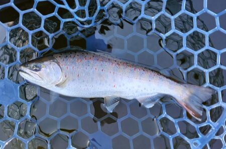 久しぶりのフライフィッシングだったが…　～岡崎トラウトポンド～